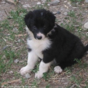 Photo de Border collie