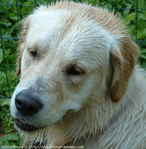 Photo de Golden retriever