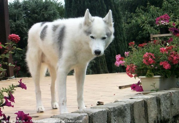 Photo de Husky siberien