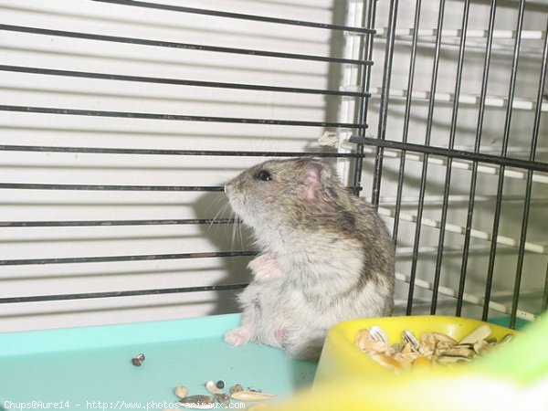 Photo de Hamster