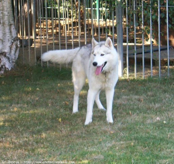 Photo de Husky siberien