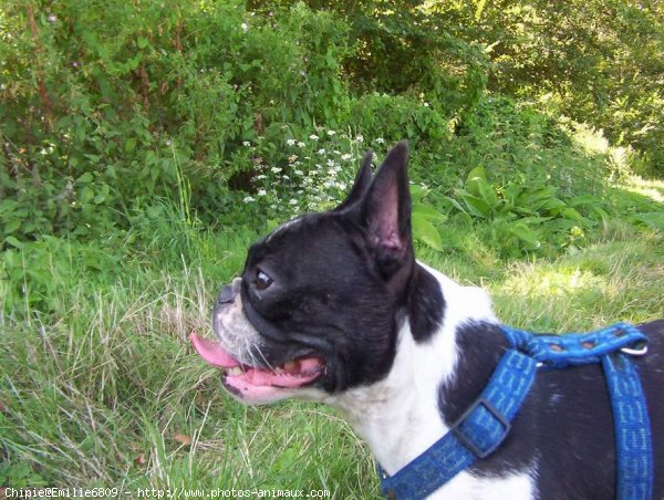 Photo de Bouledogue franais