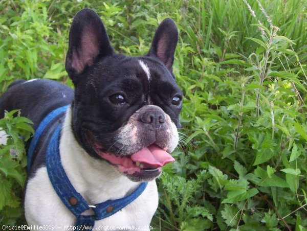 Photo de Bouledogue franais