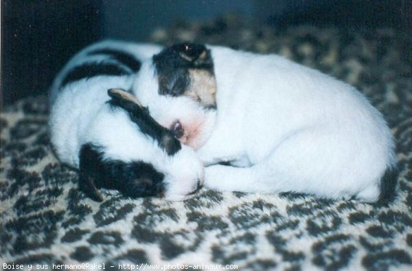 Photo de Fox terrier  poil dur