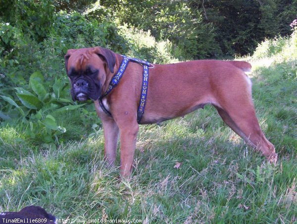 Photo de Boxer