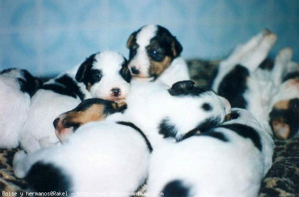 Photo de Fox terrier  poil dur