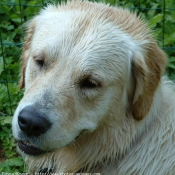 Photo de Golden retriever