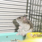 Photo de Hamster