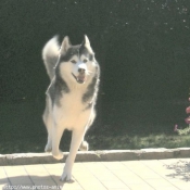 Photo de Husky siberien