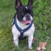 Photo de Bouledogue franais