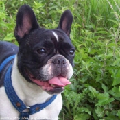 Photo de Bouledogue franais