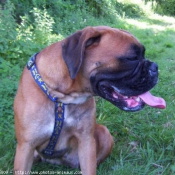 Photo de Boxer