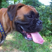 Photo de Boxer