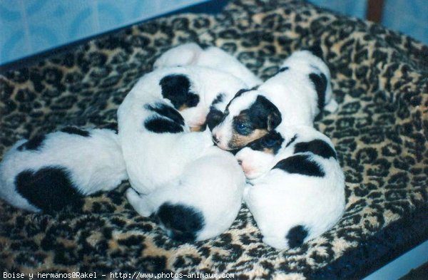 Photo de Fox terrier  poil dur