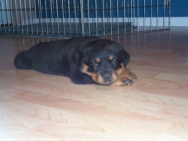 Photo de Rottweiler