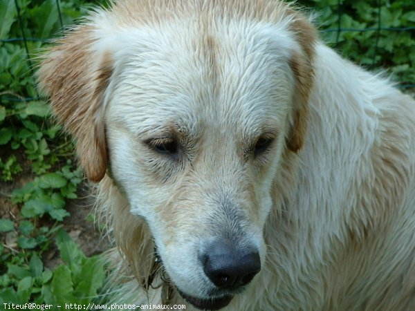 Photo de Golden retriever