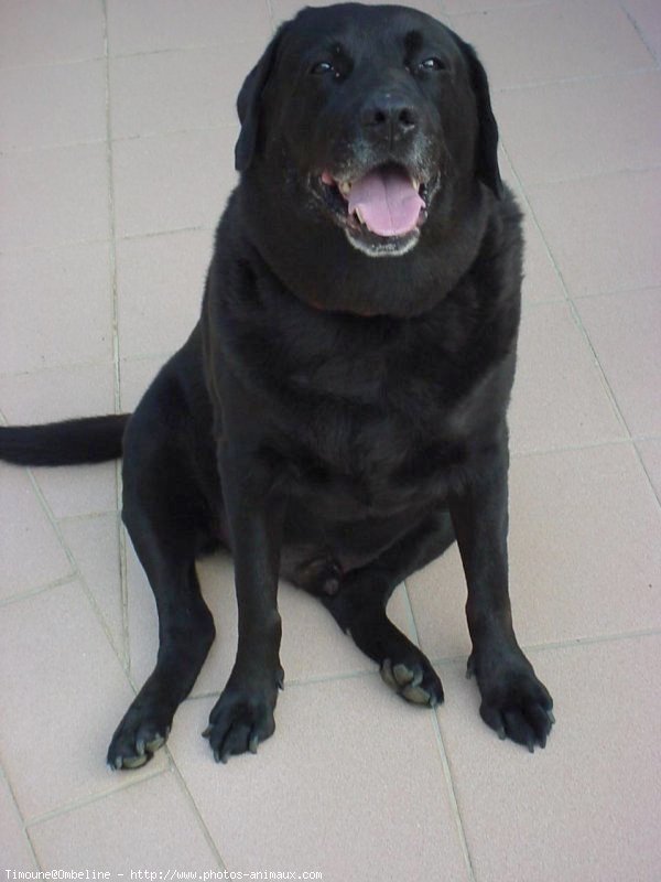 Photo de Labrador retriever