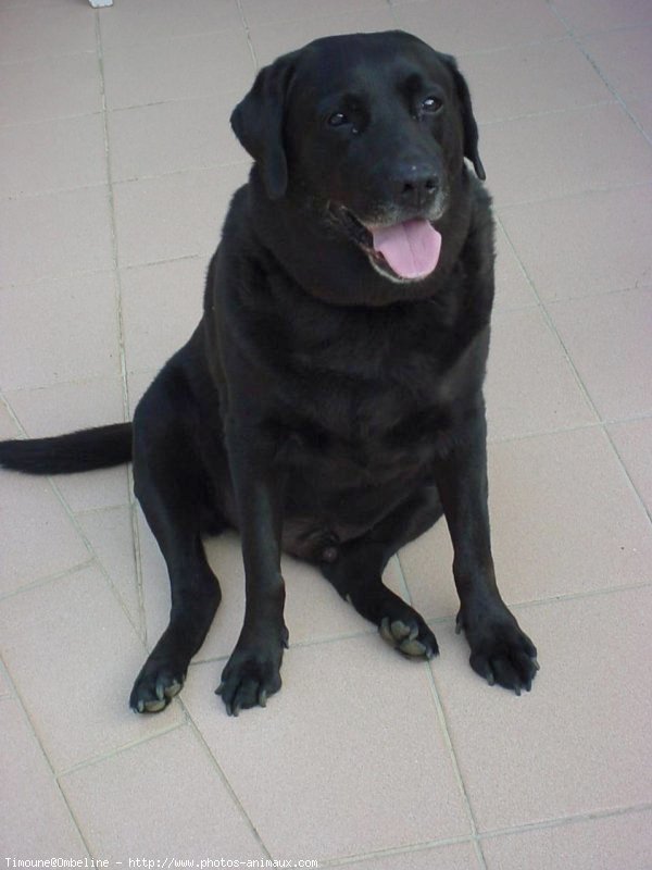 Photo de Labrador retriever