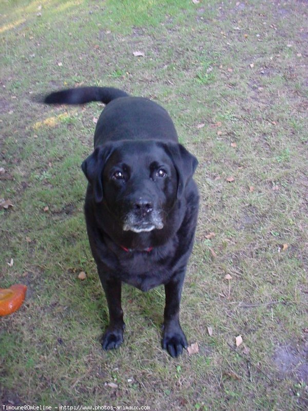 Photo de Labrador retriever