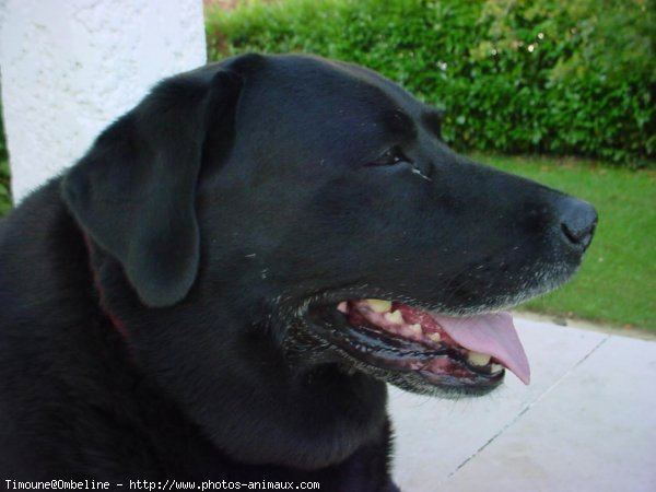 Photo de Labrador retriever