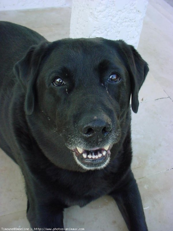 Photo de Labrador retriever