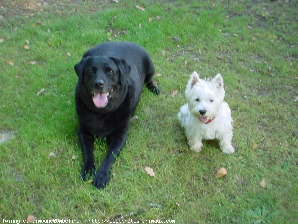 Photo de Races diffrentes