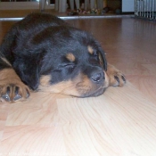 Photo de Rottweiler