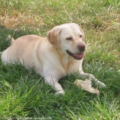 Photo de Labrador retriever