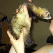 Photo de Furet