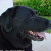 Photo de Labrador retriever