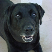 Photo de Labrador retriever