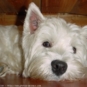 Photo de West highland white terrier