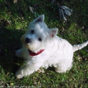 Photo de West highland white terrier