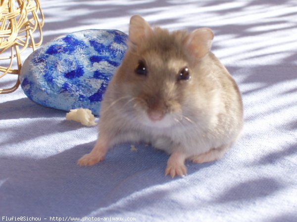 Photo de Hamster