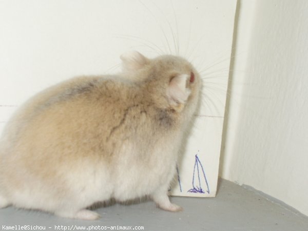 Photo de Hamster