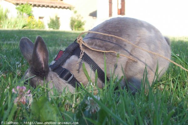 Photo de Lapin