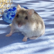 Photo de Hamster