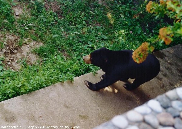 Photo d'Ours