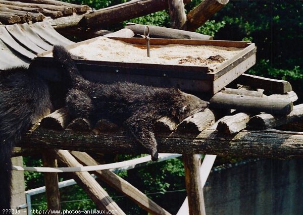 Photo de Binturong