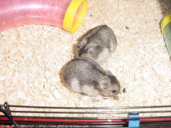 Photo de Hamster