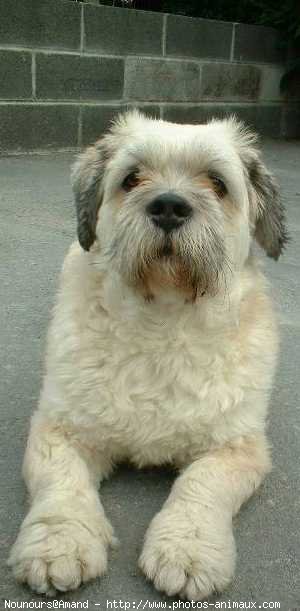 Photo de Lhassa apso