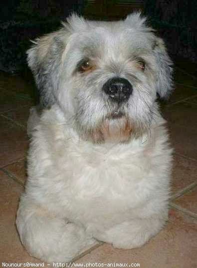 Photo de Lhassa apso