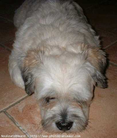 Photo de Lhassa apso