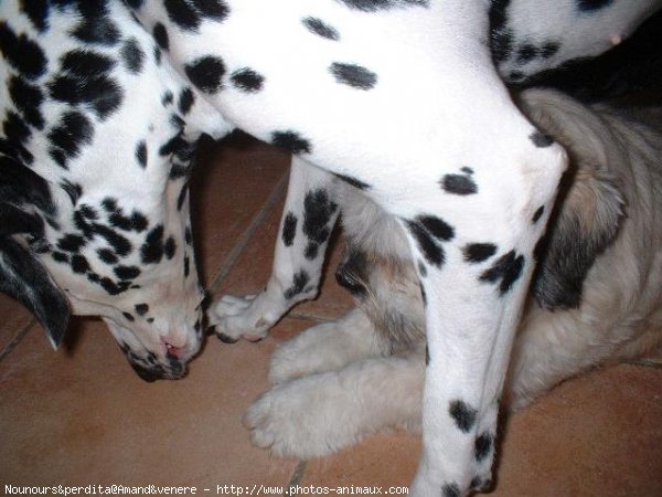 Photo de Races diffrentes