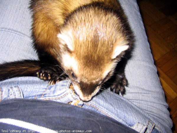 Photo de Furet