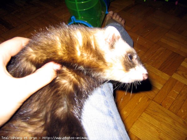 Photo de Furet