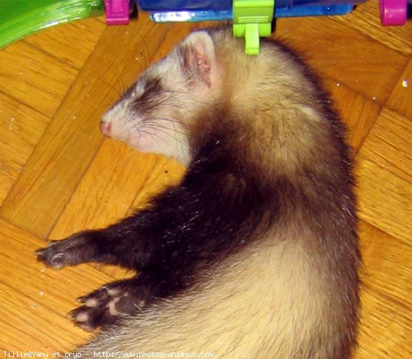 Photo de Furet