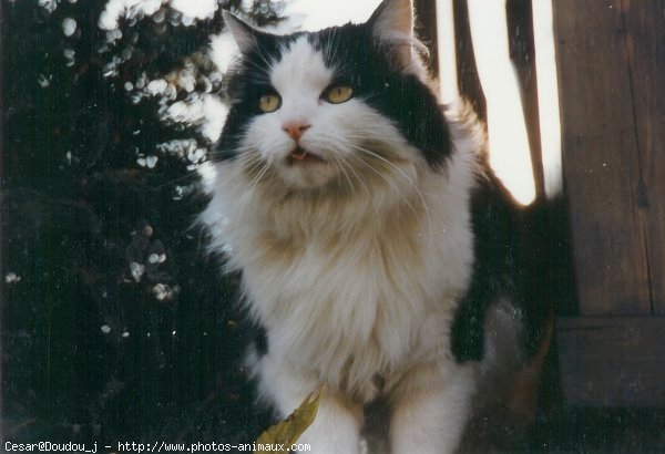 Photo De Chat Domestique Cesar N Sur Photos Animaux Com