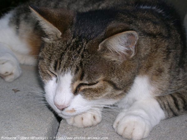 Photo de Chat domestique