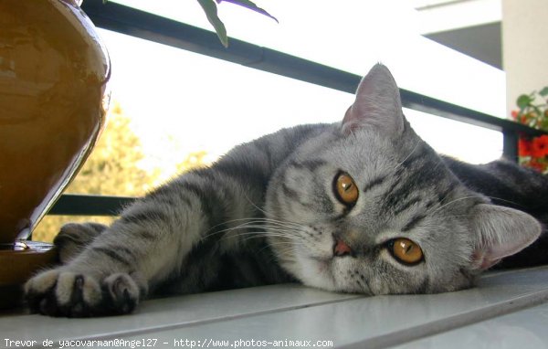 Photo de British shorthair